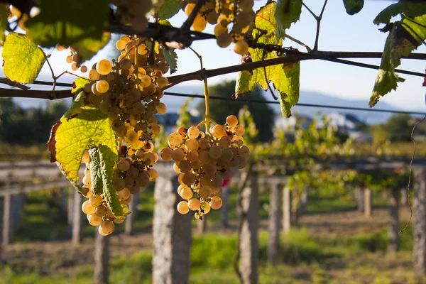 Tros druiven in de wijngaard — Stockfoto