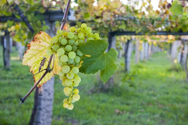Bunch of grapes in the vineyard — Stock Photo, Image