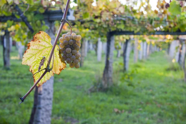 Куча винограда в винограднике — стоковое фото