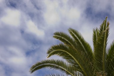 palmiye ve gökyüzü