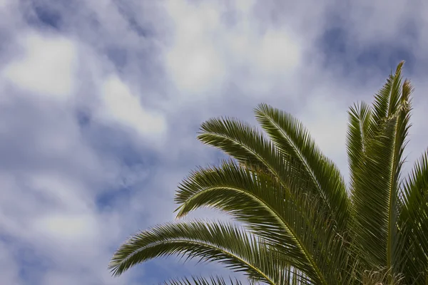 Palm and sky — Stock Photo, Image