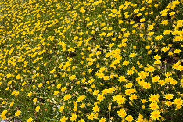 Beauty of the field of yellow flowers — Stock Photo, Image