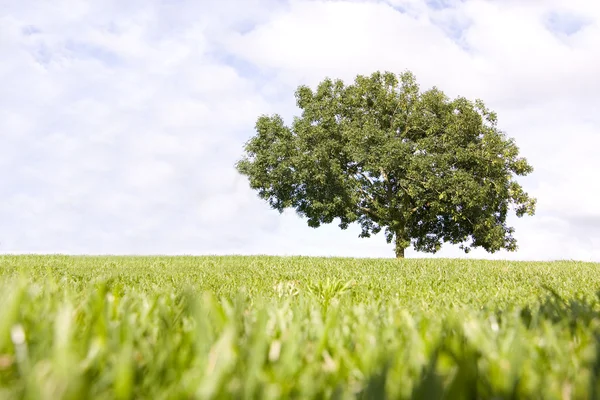 Large tree in the field — Stock Photo, Image