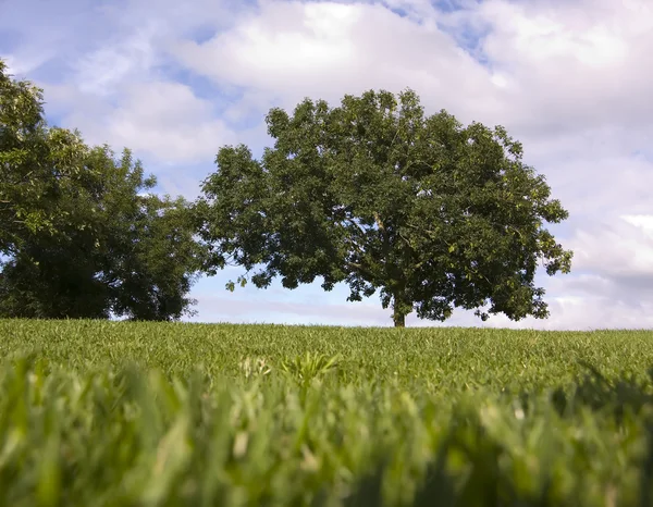 Stora träd i fältet — Stockfoto