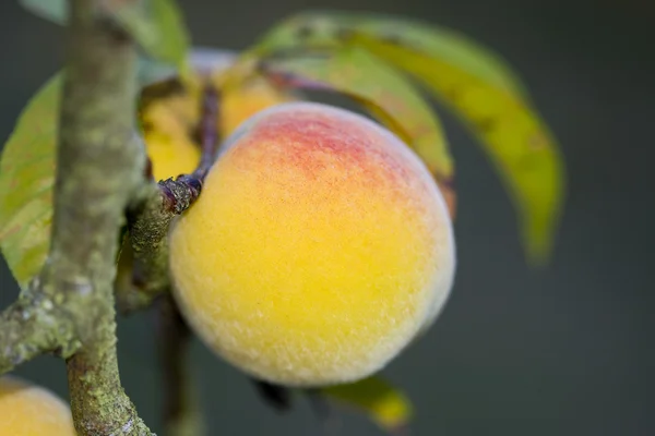 桃の木 — ストック写真