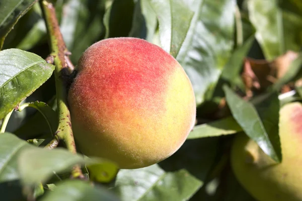 桃の木 — ストック写真