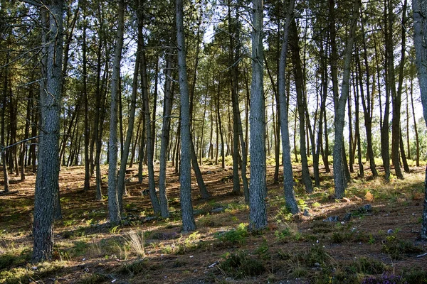 stock image Forest