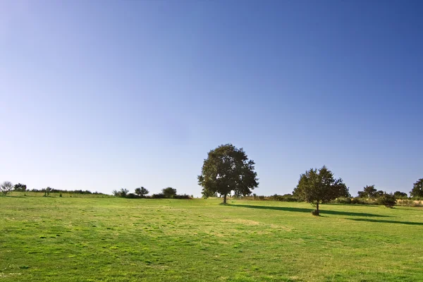 Зеленый полевой пейзаж с голубым небом — стоковое фото
