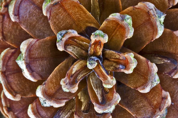 A textúra az ananász részlete — Stock Fotó