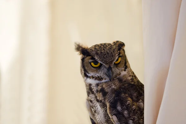 stock image Owl looking at camera