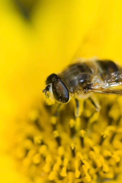 Pszczoła miodna na kwiatach — Zdjęcie stockowe