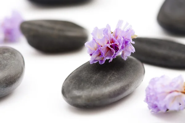Pedras com flor roxa — Fotografia de Stock