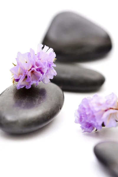 Πέτρες με μωβ λουλούδι — Φωτογραφία Αρχείου