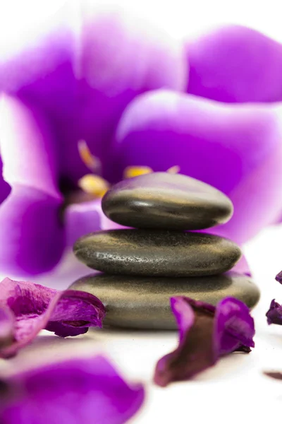 Kameny s fialovým květem — Stock fotografie