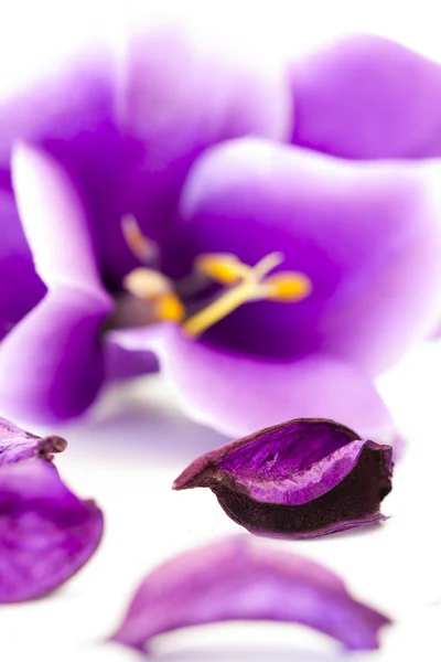 Stenen met paarse bloem — Stockfoto