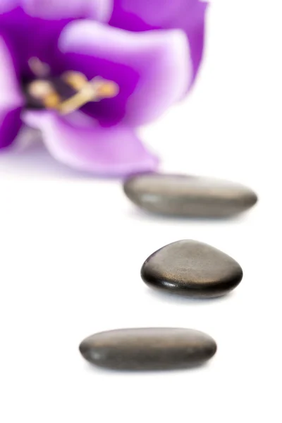 Камені з фіолетовою квіткою — стокове фото
