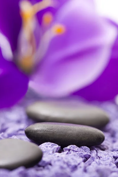 Stones with purple flower — Stok fotoğraf