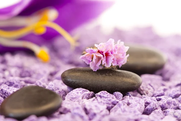 Kamienie z fioletowy kwiat — Zdjęcie stockowe