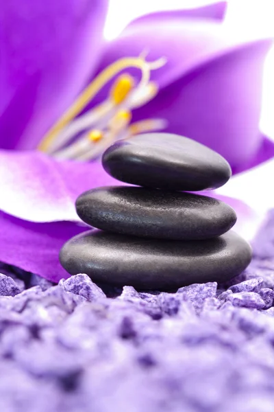 Piedras con flor púrpura — Foto de Stock