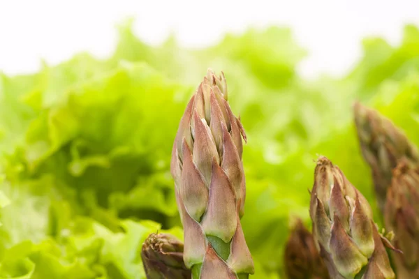 Asparagus segar di tempat tidur selada — Stok Foto