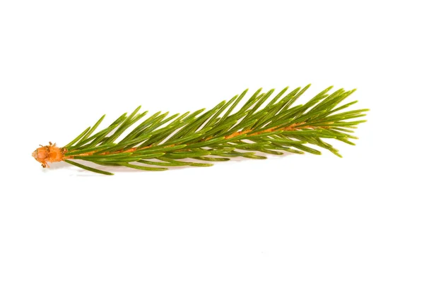 Pine branch — Stockfoto