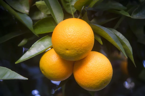 Sinaasappels op de boom — Stockfoto