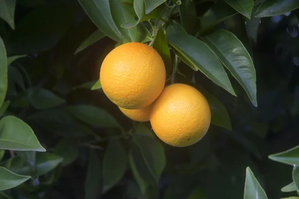 Sinaasappels op de boom — Stockfoto
