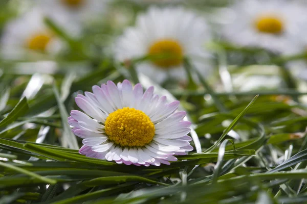 Field of daisies — Stock Photo, Image