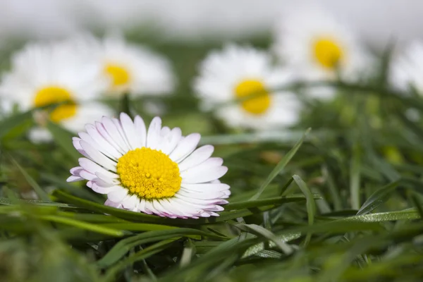 Daisy bloemen en stenen — Stockfoto