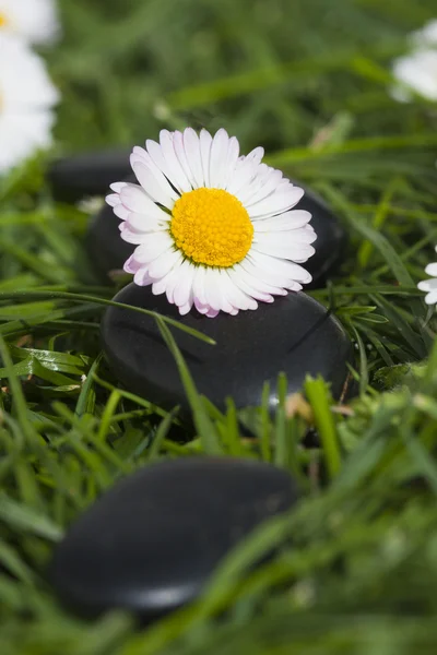Daisy blommor och stenar — Stockfoto