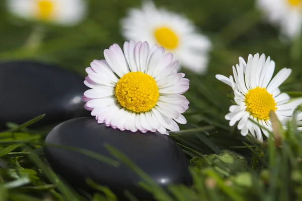 Kwiaty daisy i kamienie — Zdjęcie stockowe