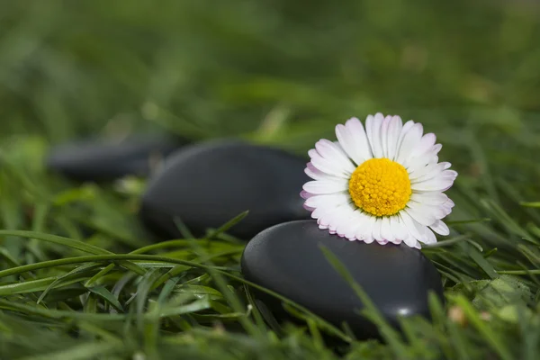 Papatya çiçekleri ve taşlar — Stok fotoğraf