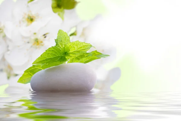 stock image Stone and green leaves with reflection