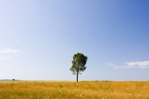 Самотнє дерево на горизонті — стокове фото