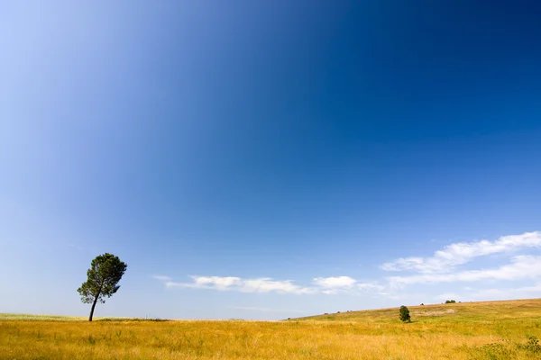 Uma árvore solitária no horizonte — Fotografia de Stock
