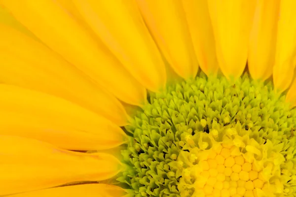 Detail van de romantiek daisy — Stockfoto