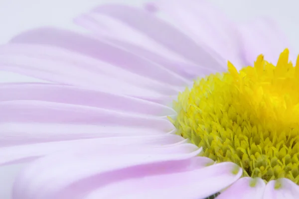 Detalj av den Romantik daisy — Stockfoto