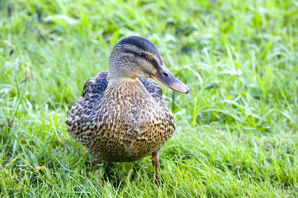 stock image Duck, bird