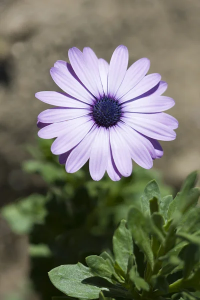 Fioletowa Daisy — Zdjęcie stockowe