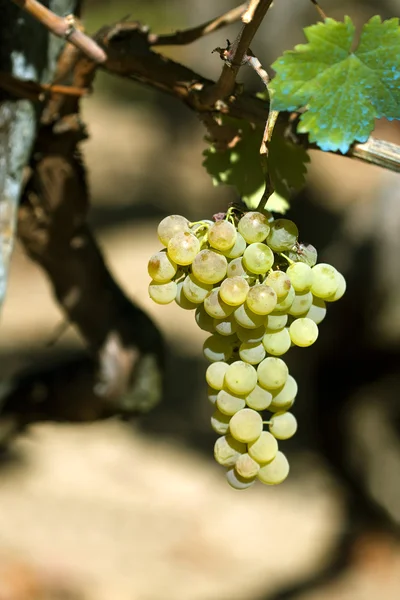 Racimo de uvas en la vid —  Fotos de Stock