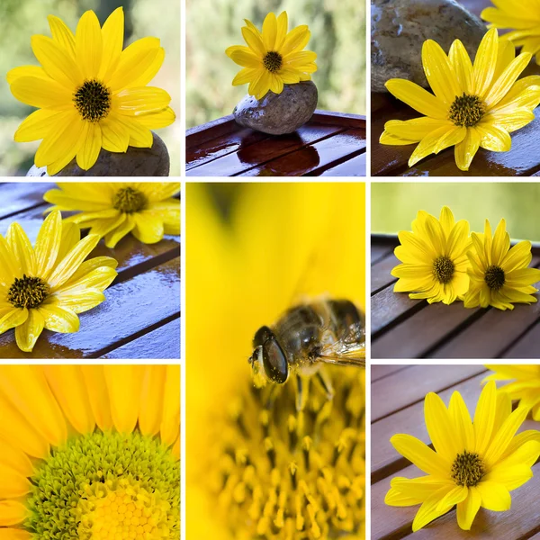Abelha de mel em flor amarela — Fotografia de Stock