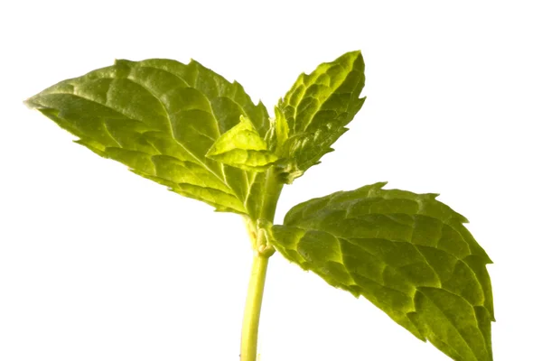 Aromatic plant of the mint — Stock Photo, Image