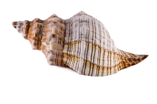 Shell em um fundo branco — Fotografia de Stock
