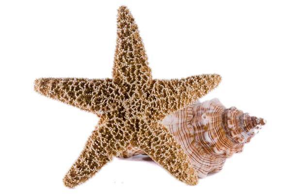 Shell on a white background — Stock Photo, Image