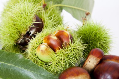 Nuts, fruits of autumn