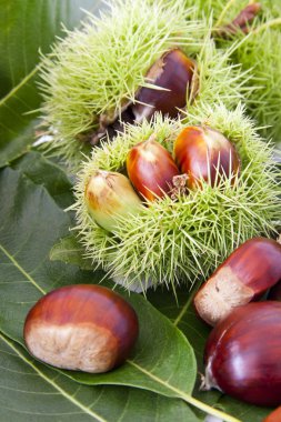 Nuts, fruits of autumn