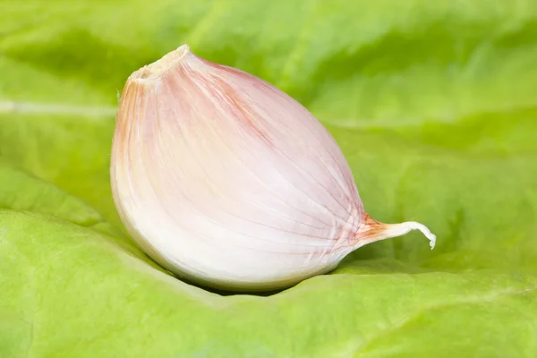 Large garlic isolated on white background — Stock Photo, Image