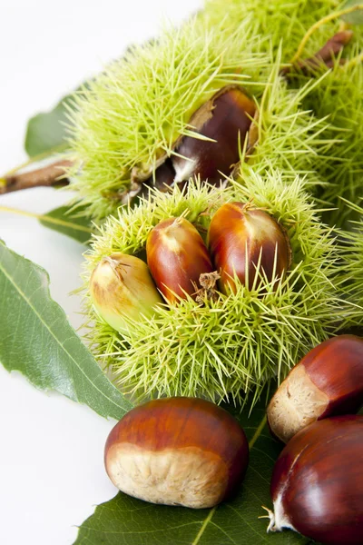 Nuts, fruits of autumn — Stock Photo, Image