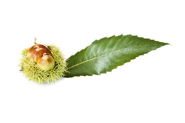 Nuts, fruits of autumn — Stok fotoğraf