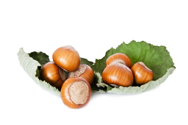 Hazelnuts, dried fruit isolated on white background fall — Stock Photo, Image